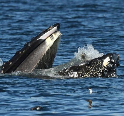 Bewildered, Humpback Whale