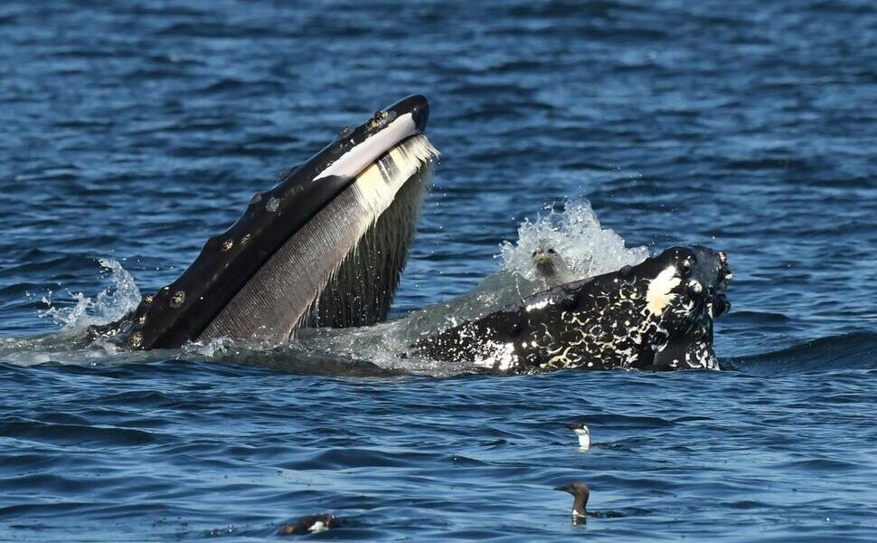 Bewildered, Humpback Whale