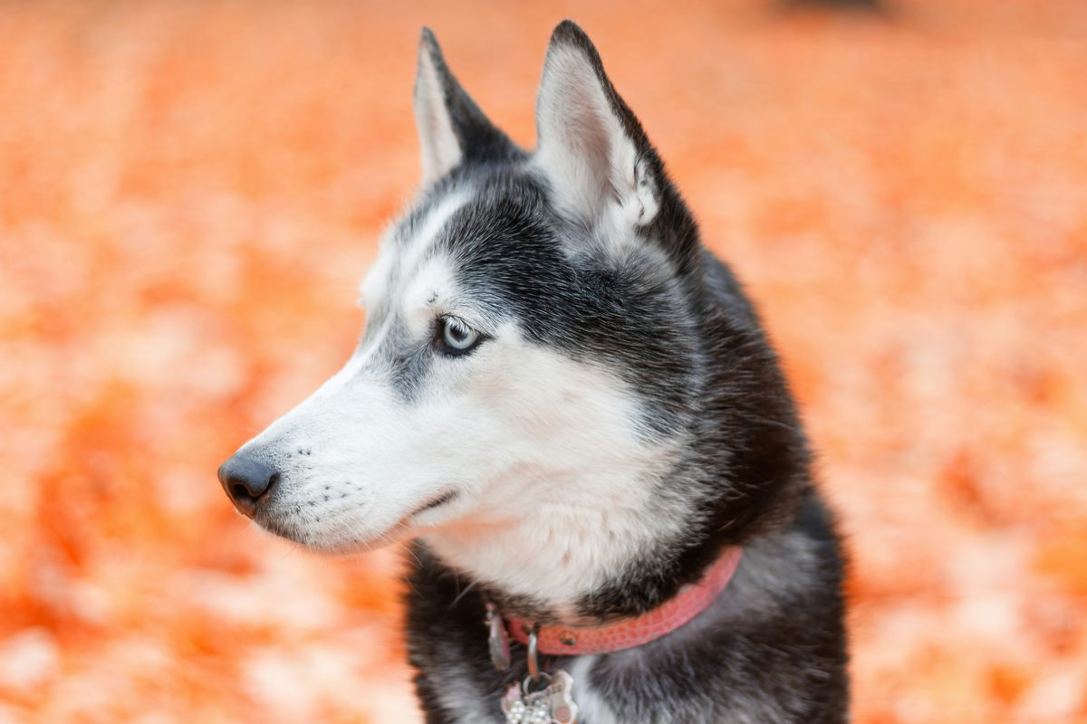 ‘She saved our lives’: Woman Credits Rescue Dog for Alerting Her to Dangerous Carbon Monoxide Levels