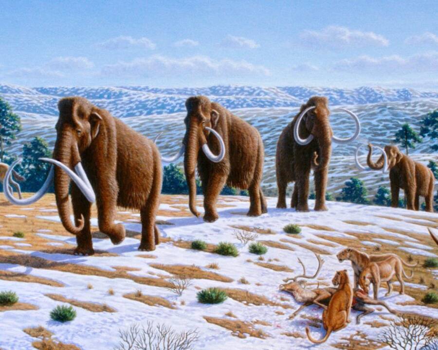 Woolly Mammoths, Pollen Allergies